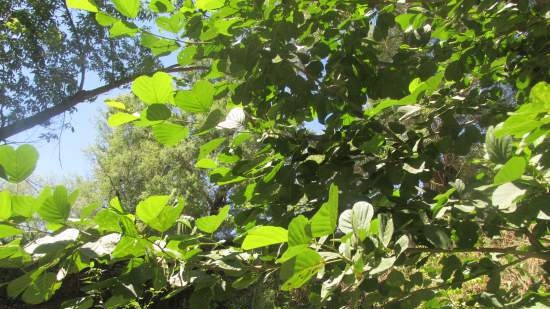 Fermented tea made from leaves of garden and wild plants (master class)