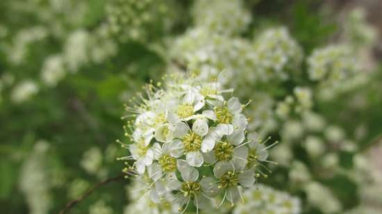 Gefermenteerde thee gemaakt van bladeren van tuin en wilde planten (masterclass)