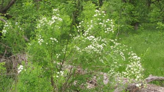 Gefermenteerde thee gemaakt van bladeren van tuin en wilde planten (masterclass)