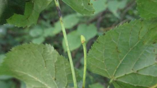 Gefermenteerde thee gemaakt van bladeren van tuin en wilde planten (masterclass)