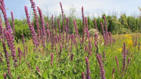 Gefermenteerde thee gemaakt van bladeren van tuin en wilde planten (masterclass)