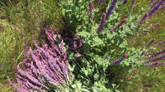 Tè fermentato a base di foglie di giardino e piante selvatiche (master class)