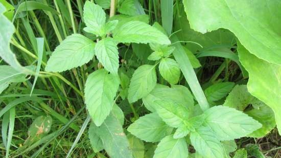 Fermented tea made from leaves of garden and wild plants (master class)