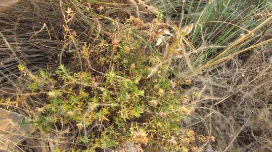 Gefermenteerde thee gemaakt van bladeren van tuin en wilde planten (masterclass)