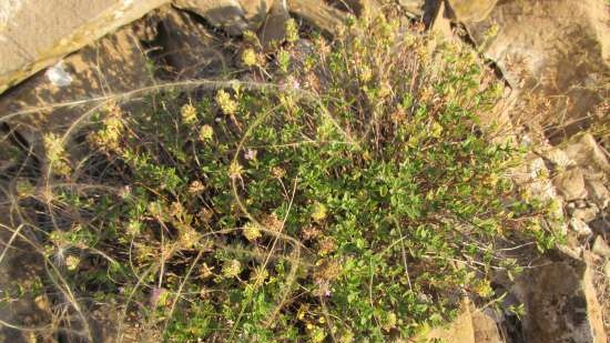 Gefermenteerde thee gemaakt van bladeren van tuin en wilde planten (masterclass)