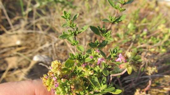 Gefermenteerde thee gemaakt van bladeren van tuin en wilde planten (masterclass)