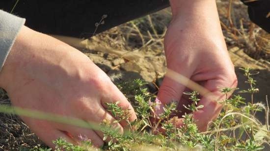 Té fermentado elaborado con hojas de jardín y plantas silvestres (clase magistral)