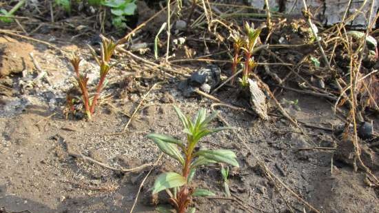 Gefermenteerde thee gemaakt van bladeren van tuin en wilde planten (masterclass)