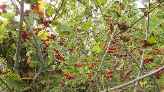 Fermented tea made from leaves of garden and wild plants (master class)