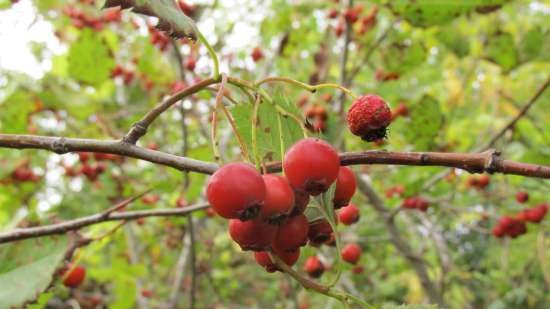 Gefermenteerde thee gemaakt van bladeren van tuin en wilde planten (masterclass)