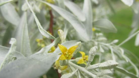 Tè fermentato a base di foglie di giardino e piante selvatiche (master class)