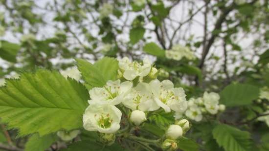 Gefermenteerde thee gemaakt van bladeren van tuin en wilde planten (masterclass)