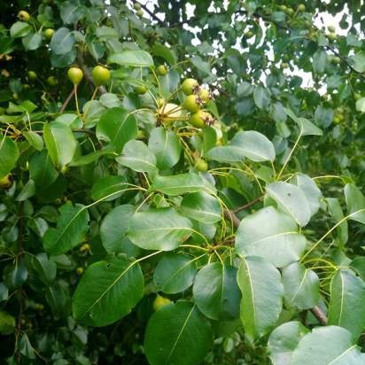 Tè fermentato a base di foglie di giardino e piante selvatiche (master class)