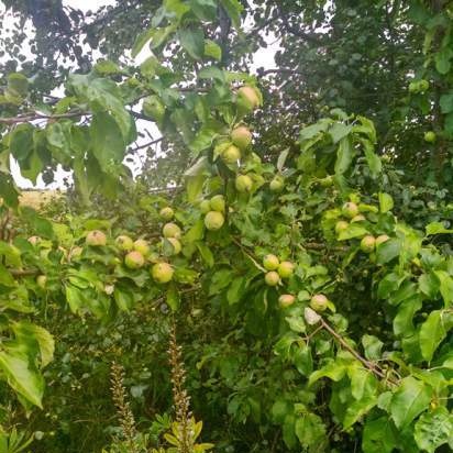 Tè fermentato a base di foglie di giardino e piante selvatiche (master class)