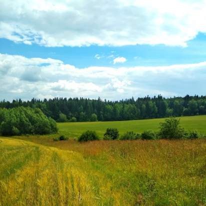 Fermentovaný čaj z listů zahrady a planě rostoucích rostlin (mistrovská třída)