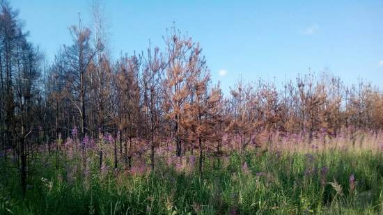 Gefermenteerde thee gemaakt van bladeren van tuin en wilde planten (masterclass)