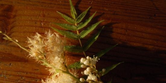 Fermented tea made from leaves of garden and wild plants (master class)