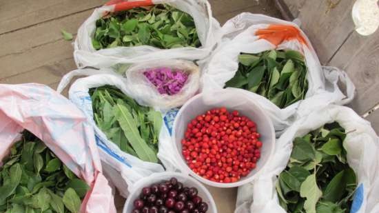 Fermented tea made from leaves of garden and wild plants (master class)