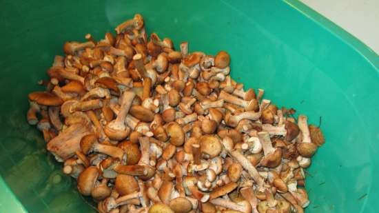 Primary processing of honey agaric