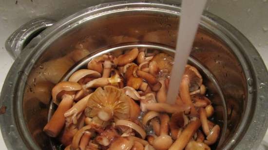 Primary processing of honey agaric