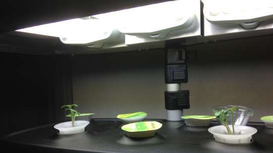 Aerogarden - indoor garden