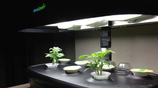 Aerogarden - giardino interno