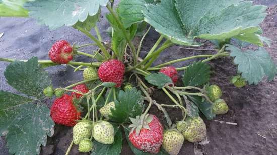 Dried strawberries