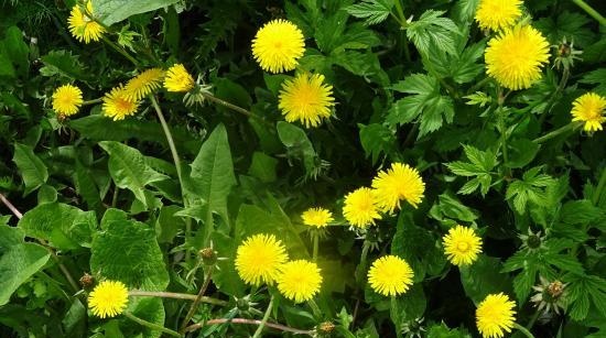 Dandelion honey (with quittin)