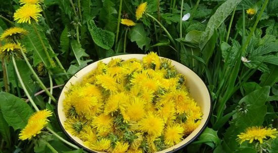 Dandelion honey (with quittin)