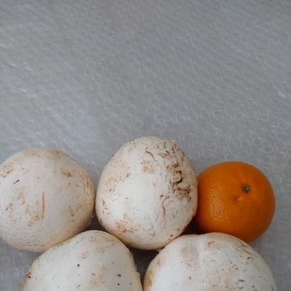 Champignons baked with suluguni in Georgian style