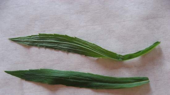 Tè Ivan (fermentazione delle foglie di fireweed) - master class