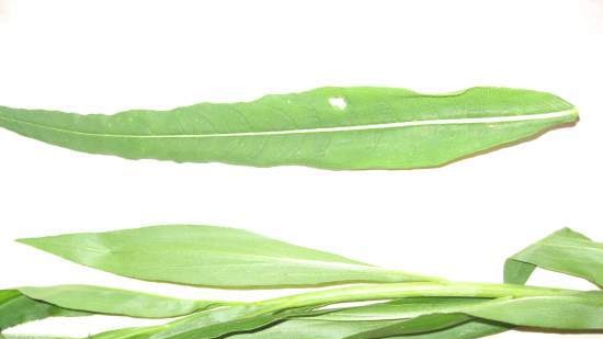 Ivan tea (fermentation of fireweed leaves) - master class