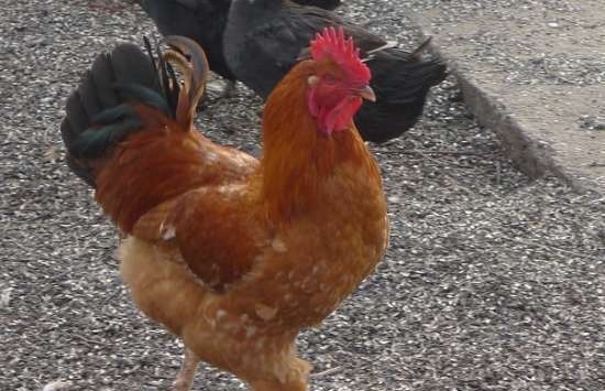 Gallo en vino (coq au vin)