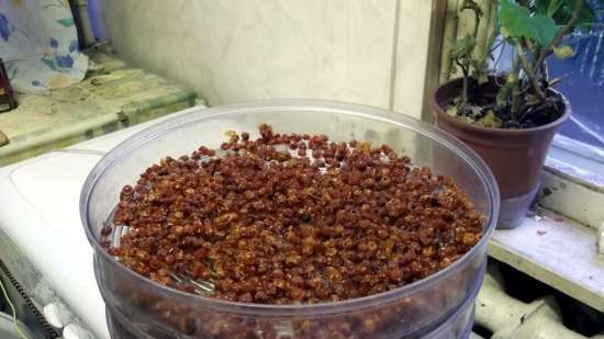 Dried red rowan berries