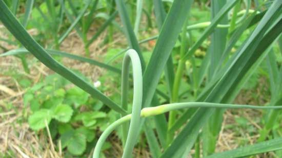 Mga arrow ng bawang, nilaga sa kamatis