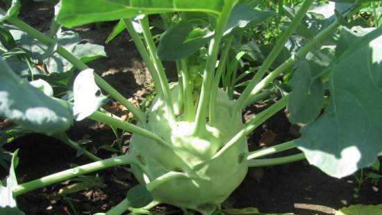 Κοτολέτες Kohlrabi με φέτα