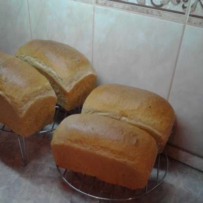 Pane di grano su pasta matura (autolievitazione)