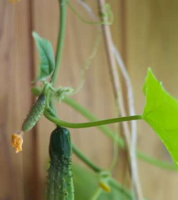 Tuin en groentetuin op het balkon *