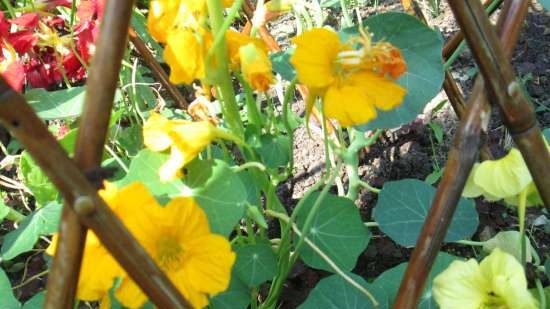 Nasturtium Snack butter