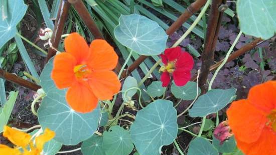 Nasturtium Snack Butter