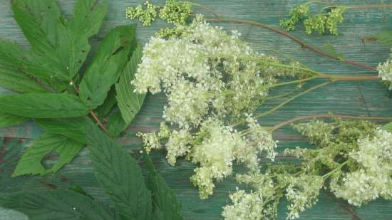 Gefermenteerde thee gemaakt van bladeren van tuin en wilde planten (masterclass)