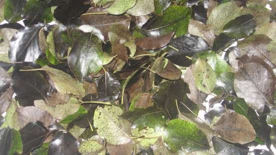 Fermented tea made from leaves of garden and wild plants (master class)