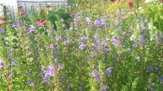 Gefermenteerde thee gemaakt van bladeren van tuin en wilde planten (masterclass)