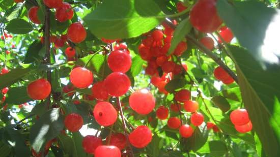 Tè fermentato a base di foglie di giardino e piante selvatiche (master class)