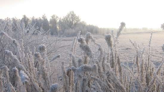 Gefermenteerde thee gemaakt van bladeren van tuin en wilde planten (masterclass)