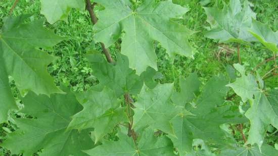 Gefermenteerde thee gemaakt van bladeren van tuin en wilde planten (masterclass)