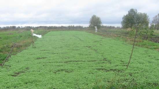 Gefermenteerde thee gemaakt van bladeren van tuin en wilde planten (masterclass)