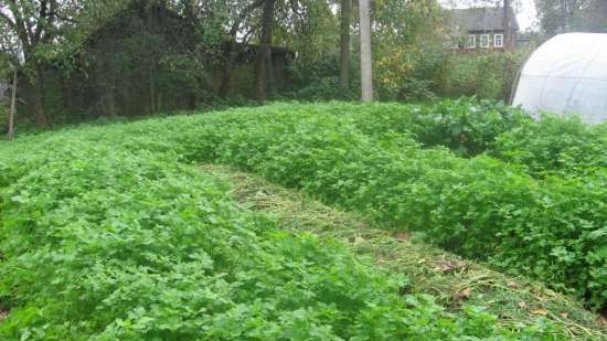 Gefermenteerde thee gemaakt van bladeren van tuin en wilde planten (masterclass)