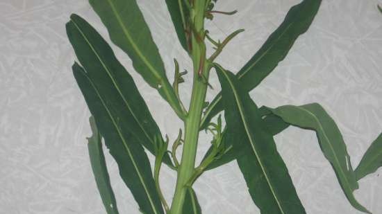 Ivan tea (fermentation of fireweed leaves) - master class