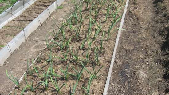 Gefermenteerde thee gemaakt van bladeren van tuin en wilde planten (masterclass)